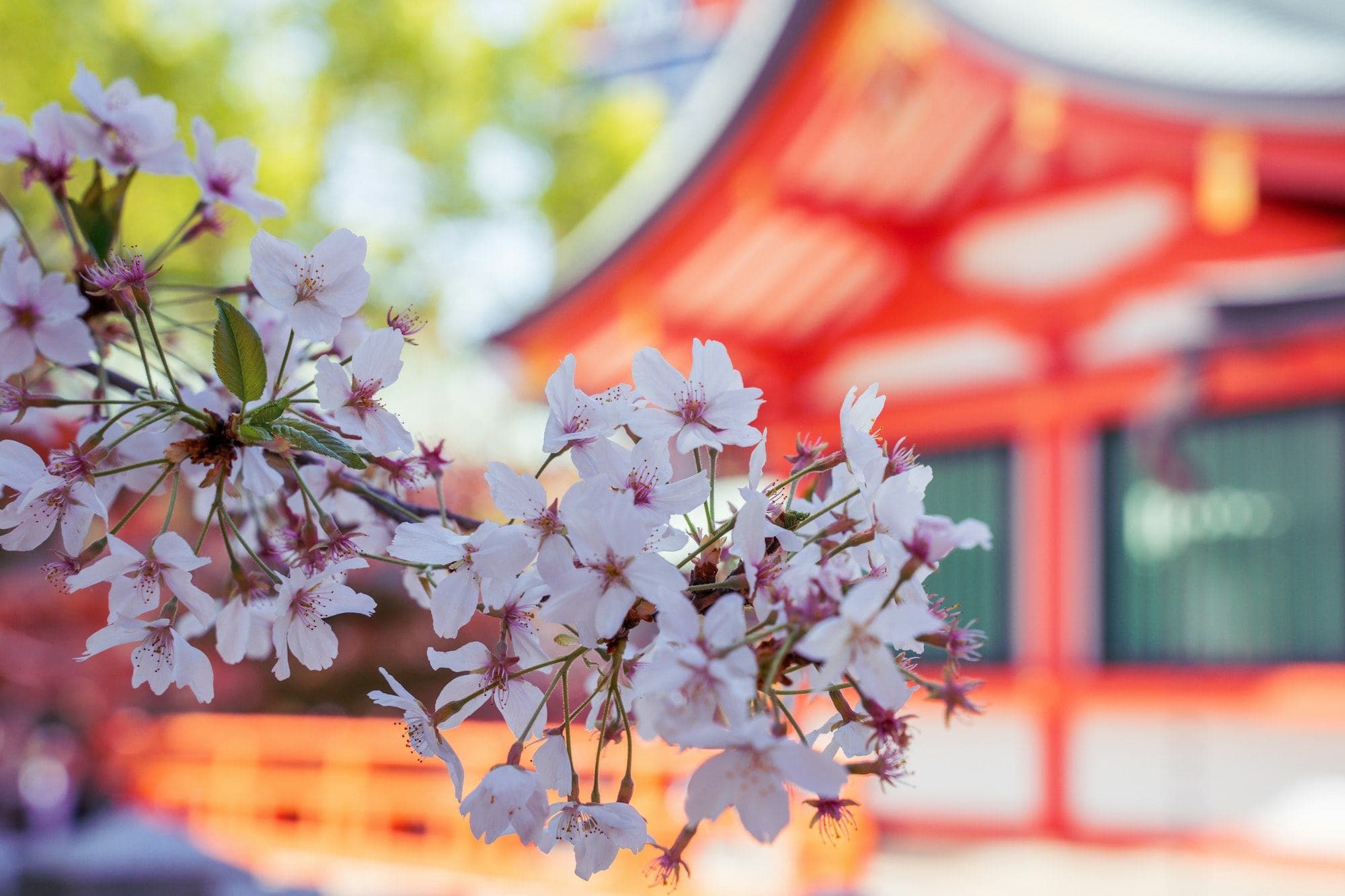 Cherry blossoms in front of a vermilion shrine